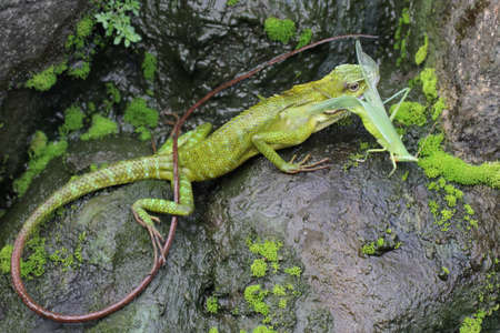 A green crested lizard was eating a green grasshopper. This reptile has the scientific name Bronchocela jubata.の写真素材