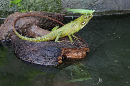 A green crested lizard was eating a green grasshopper. This reptile has the scientific name...