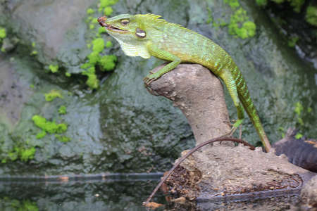 A green crested lizard is preying on a cricket. This reptile has the scientific name Bronchocela jubata.の写真素材
