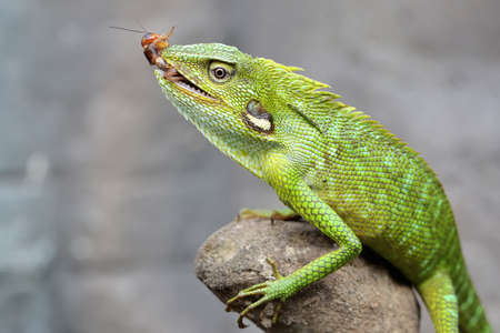 A green crested lizard is preying on a cricket. This reptile has the scientific name Bronchocela jubata.の写真素材