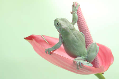 A dumpy tree frog is resting on a pink anthurium flower. This green amphibian has the scientific name Litoria caerulea.の写真素材