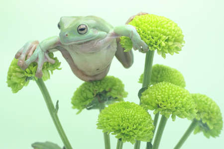 A dumpy frogs (Litoria caerulea) is resting on a wild flower.の写真素材