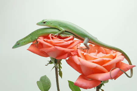 Two Emerald Tree Skink (Lamprolepis smaragdina) are basking on a rose in perfect bloom.