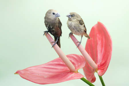 A pair of white-headed munia are foraging on a wildflower. This little bird has the scientific name Lonchura maja.の写真素材