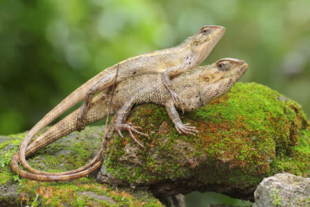 Two oriental garden lizards are sunbathing on a moss-covered rock. This reptile has the scientific...