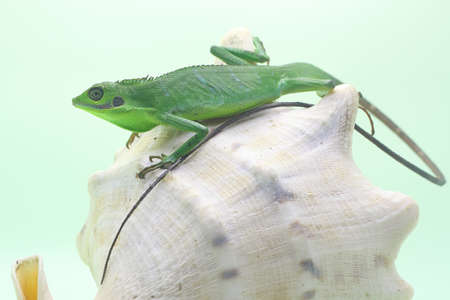 A Sumatran bloodsucker lizard looking for prey. Reptiles from Sumatra Island, Indonesia have the...