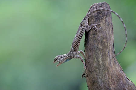 A flying dragon (Draco volans) is sunbathing before starting its daily activities.