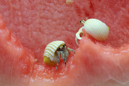 Two hermit crabs (Paguroidea sp) are walking slowly on the watermelons. Selective focus on blurred...
