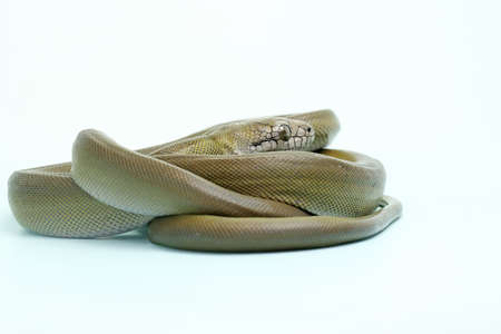 A Papuan Olive Python (Apodora papuana) is showing aggressive behavior.