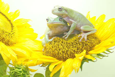 Two dumpy frogs (Litoria caerulea) resting on a sunflower.