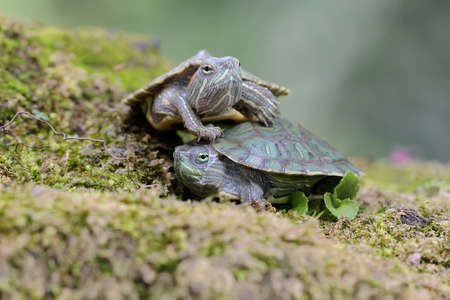 Two young red eared slider tortoises are sunbathing on a rock overgrown with moss before starting...