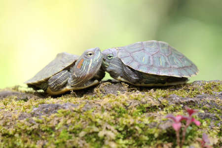 Two young red eared slider tortoises are sunbathing on a rock overgrown with moss before starting their daily activities. This reptile has the scientific name Trachemys scripta elegans.の写真素材