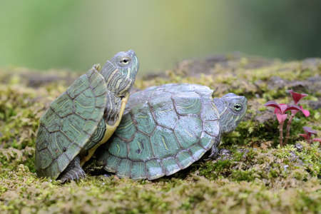 Two young red eared slider tortoises are sunbathing on a rock overgrown with moss before starting their daily activities. This reptile has the scientific name Trachemys scripta elegans.の写真素材