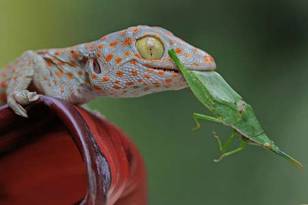 A young tokay gecko preys on a green grasshopper on a banana flower. This reptile has the scientific name Gekko gecko.の写真素材