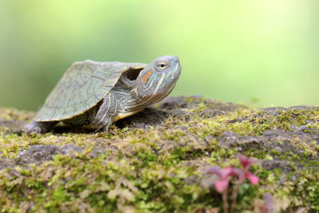 A young red eared slider tortoise is basking on a rock overgrown with moss before starting its daily...