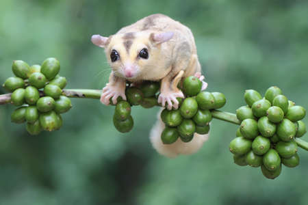 A young mosaic sugar glider is foraging on a branch of a robusta coffee tree covered with fruit. This mammal has the scientific name Petaurus breviceps.の写真素材