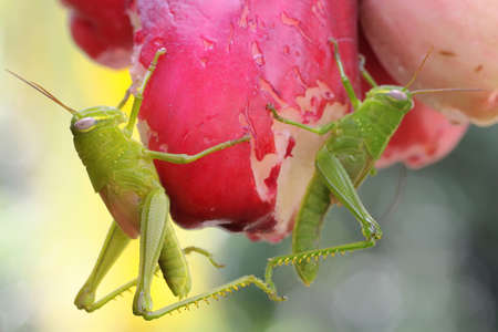 Two young, bright green grasshoppers are eating pink Malay apples. These insects like to eat young leaves, flowers and fruits.の写真素材