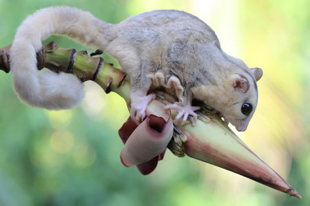 A young mosaic sugar glider is foraging on a banana flowers. This mammal has the scientific name...