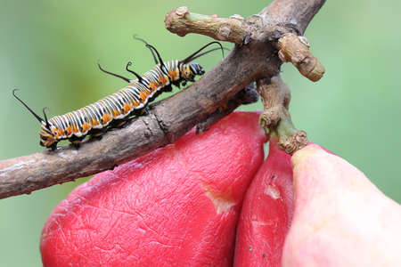 A caterpillar is crawling on a pink Malay apple. These insects like to eat young leaves, flowers and fruit.の写真素材