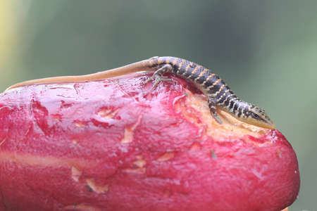 An olive tree skink is sunbathing on a pink Malay apple before starting its daily activities. This reptile has the scientific name Dasia olivacea.の写真素材