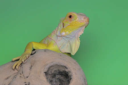 Beautiful face of bright yellow iguana with soft skin texture.の写真素材