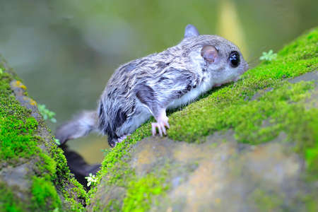 A flying squirrel is foraging in the bushes. This marsupial mammal has the scientific name Lomys...
