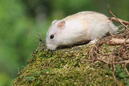 A Campbell dwarf hamster is foraging around a domestic chicken nest. This rodent has the scientific name Phodopus campbelli.の写真素材