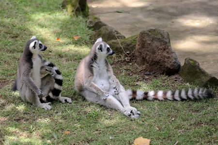 Two ring tailed lemurs playing together. This mammal with a natural habitat in Madagascar has the...