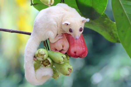 A young albino sugar glider eating a water apple. This mammal has the scientific name Petaurus breviceps.の写真素材