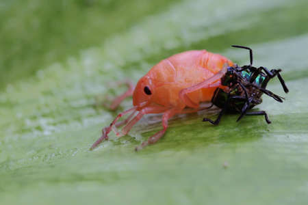 A harlequin bug has just finished molting. This insect has the scientific name Tectocoris...