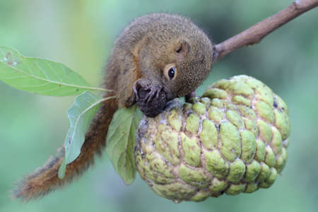 A young plantain squirrel is eating a custard apple. This rodent mammal has the scientific name...