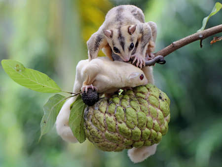 A mother sugar glider is eating custard apple fruit while nursing her two babies. This marsupial...