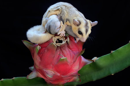 A mother sugar glider is eating dragon fruit while nursing her two babies. This marsupial mammal has...