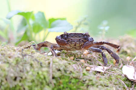 A field crab shows an expression ready to attack. This animal has the scientific name Parathelphusa...