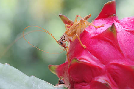 A katydids or bush cricket is looking for prey in a wildflower.の写真素材