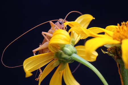 A katydids or bush cricket is looking for prey in a wildflower.
