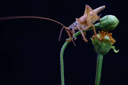 A katydids or bush cricket is looking for prey in a wildflower.