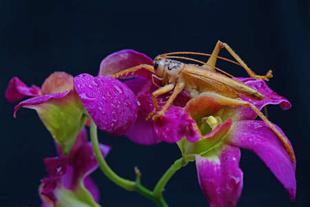 A katydids or bush cricket is looking for prey in a wildflower.の写真素材