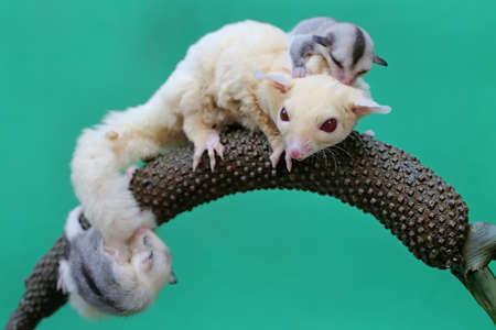 A mother sugar glider is looking for food in the anthurium while holding her two babies. This marsupial mammal has the scientific name Petaurus breviceps.の写真素材