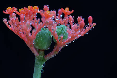 The buddha belly or goutystalk nettlespurge flower is in bloom. This herbaceous plant has the scientific name Jatropha podagrica.の写真素材