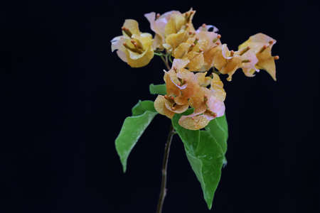 The beauty of the bougainvillea flowers in full bloom. This flower has the scientific name...