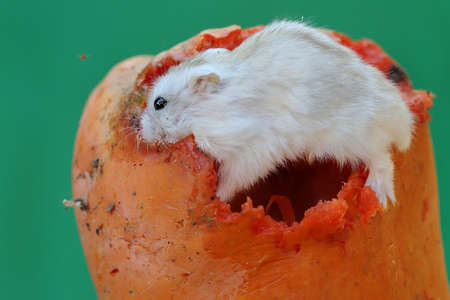 A Campbell dwarf hamster is eating a ripe papaya. This rodent has the scientific name Phodopus campbelli.の写真素材