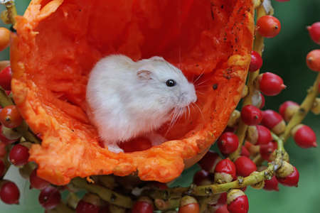 A Campbell dwarf hamster is eating a ripe papaya. This rodent has the scientific name Phodopus campbelli.の写真素材
