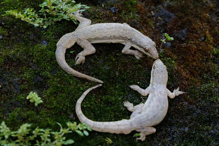 Two flat tailed house geckos are basking in a moss-covered fence wall. This reptile has the...