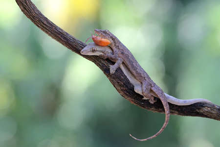 A pair of flat tailed house geckos prepare to mate. This reptile has the scientific name Hemidactylus platyurus.の写真素材