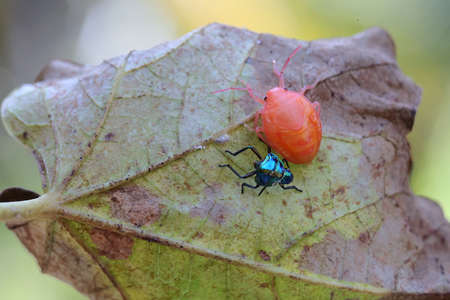 A harlequin bug has just finished molting. This insect has the scientific name Tectocoris...