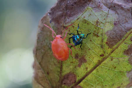 A harlequin bug has just finished molting. This insect has the scientific name Tectocoris...