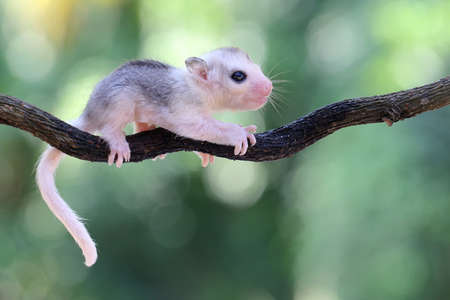 A baby sugar glider is crawling on the trunk of a vine. This marsupial mammal has the scientific name Petaurus breviceps.の写真素材