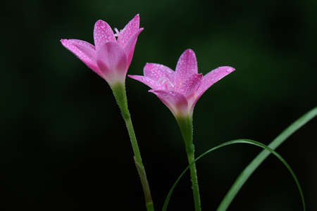 The beauty of the rain lily flower that blooms perfectly with full of morning dew. This pink flower has the scientific name Zephyranthes minuta.の写真素材