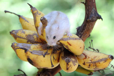 A Campbell dwarf hamster is eating a ripe banana. This rodent has the scientific name Phodopus campbelli.の写真素材